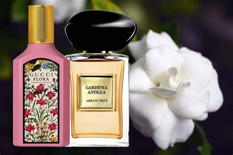 perfume de gardenias wikipedia|best smelling gardenia perfume.